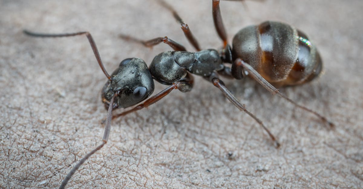 découvrez tout sur les fourmis : leur habitat, comportement, rôle écologique et curiosités fascinantes sur ces petits insectes organisés.