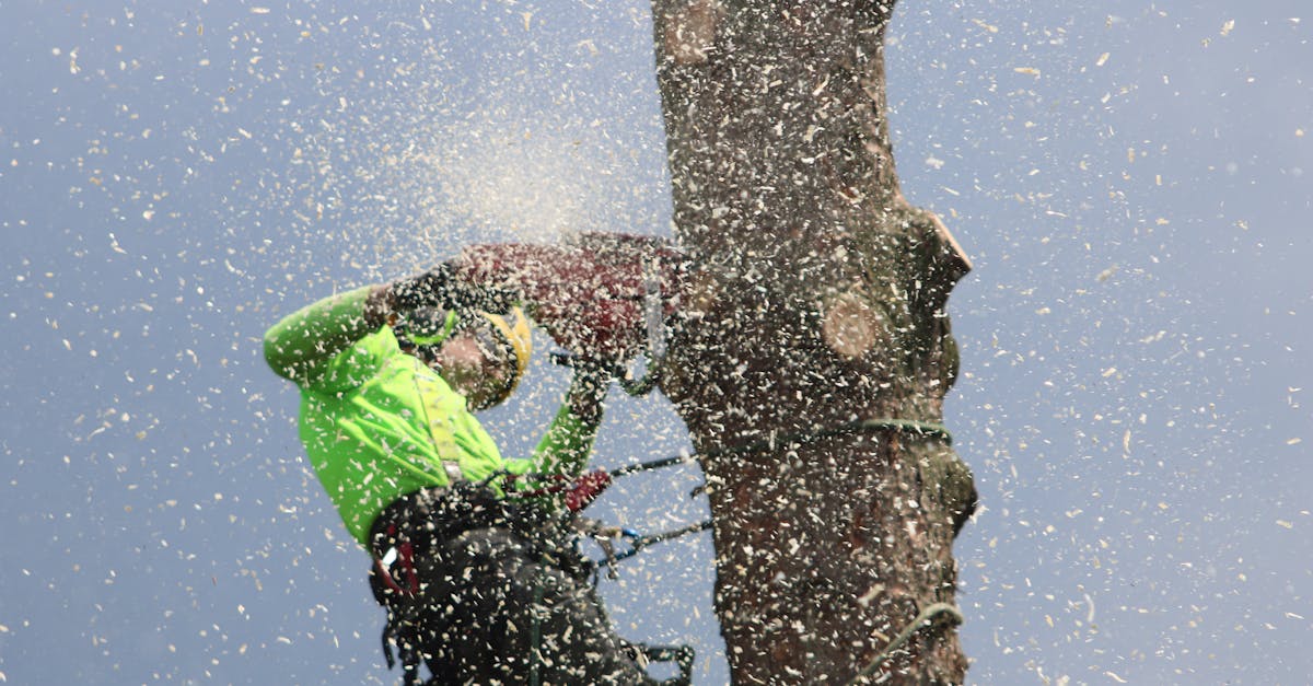 expert en soins et entretien des arbres : diagnostics, élagage, abattage et conseils personnalisés pour la santé de vos arbres.