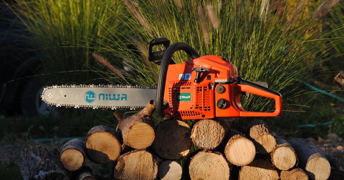 expert en soins et entretien des arbres : diagnostics, élagage, abattage et conseils pour préserver la santé de vos arbres.