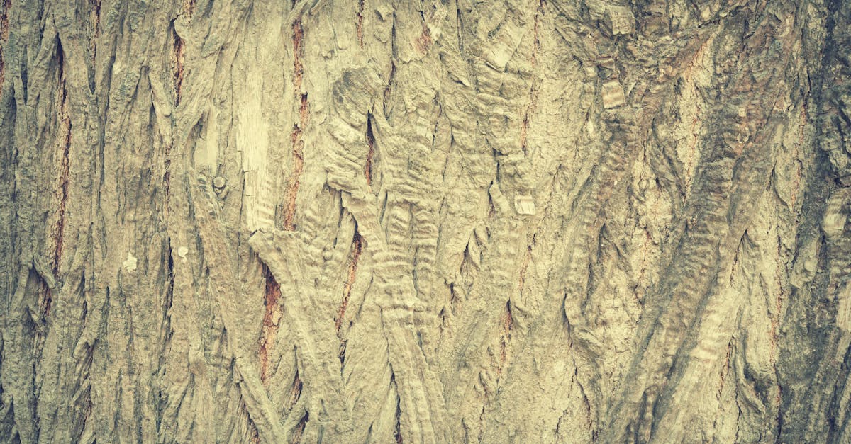 expert en arboriculture offrant des services professionnels d'élagage, d'abattage et d'entretien des arbres pour garantir leur santé et sécurité.