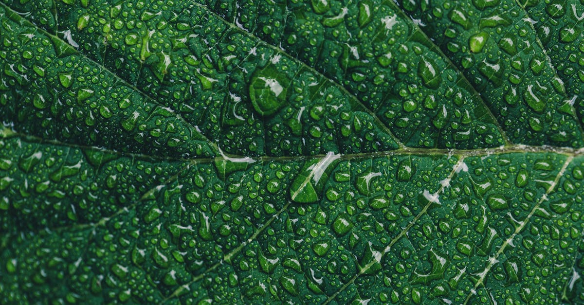 découvrez les fondamentaux et applications des biostatistiques, la discipline qui utilise les méthodes statistiques pour analyser les données biologiques et médicales.