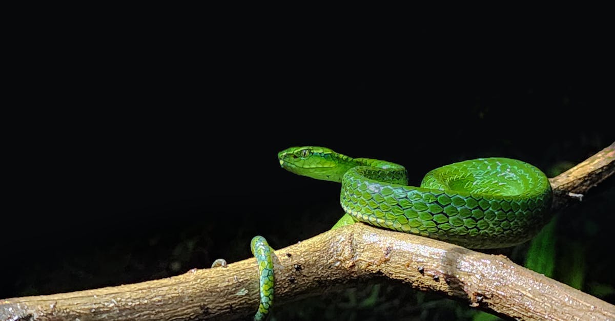 découvrez les principales différences entre le rsa et la prime d'activité, leurs conditions d'éligibilité, montants et objectifs pour mieux comprendre ces aides sociales en france.