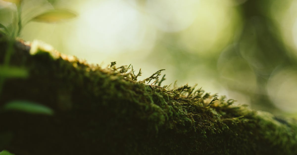 découvrez le rôle essentiel de l'écologiste dans la protection de l'environnement et la promotion du développement durable.