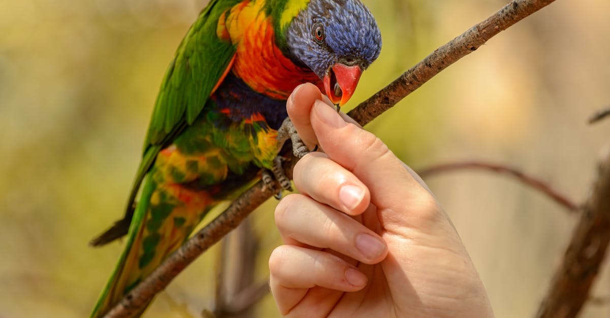 découvrez le rôle essentiel de l'écologiste dans la protection de l'environnement et la promotion du développement durable.