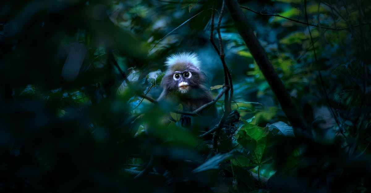 découvrez le métier d'écologiste : un passionné de la protection de l'environnement, engagé dans la préservation de la biodiversité et la promotion du développement durable.