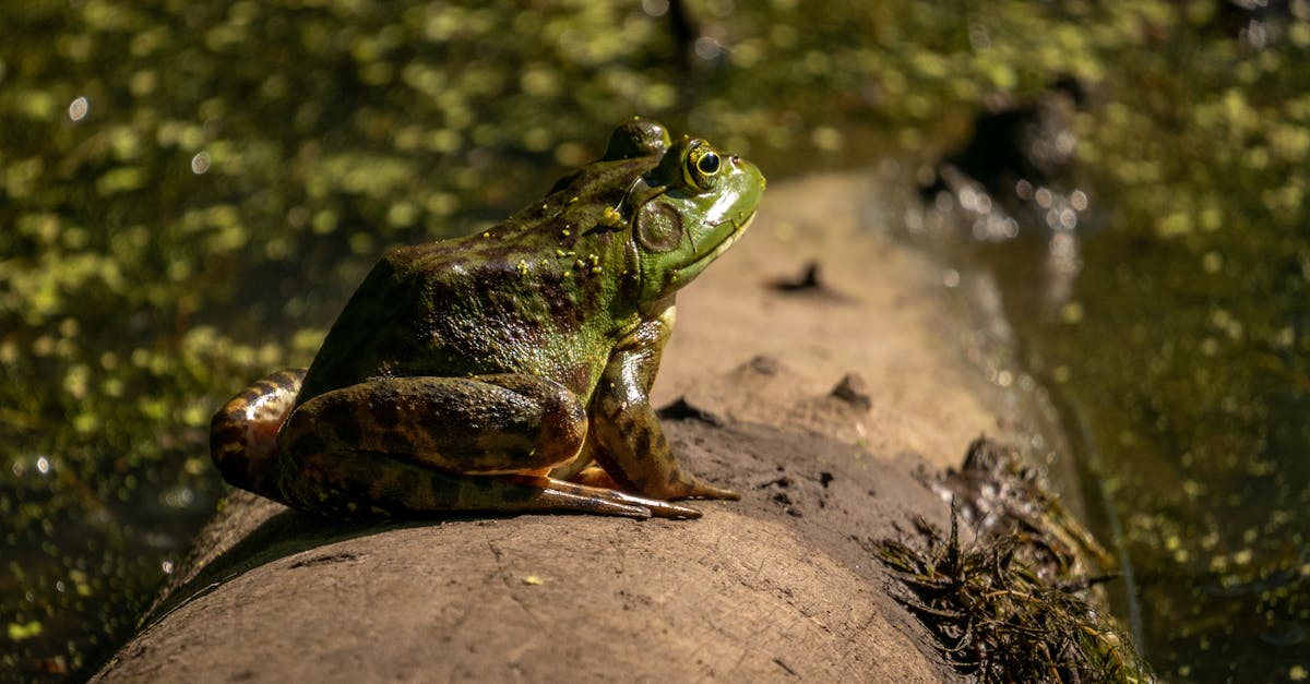 découvrez le métier d'écologiste : expert en environnement dédié à la protection de la nature et à la promotion du développement durable.