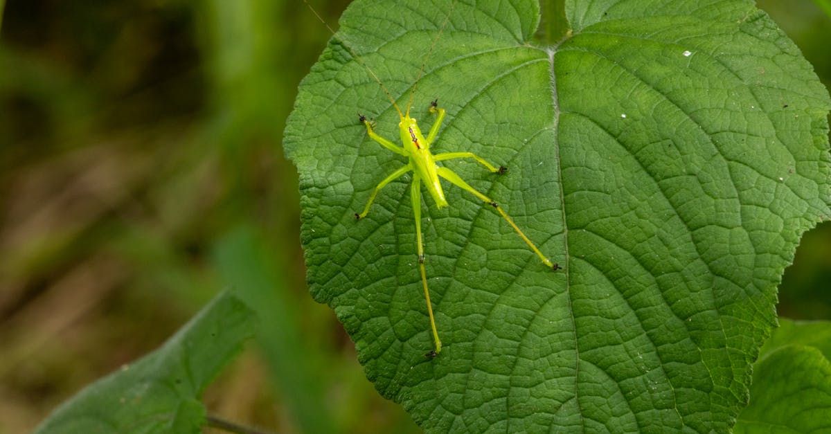 biologiste environnemental spécialisé dans l'étude des écosystèmes, la protection de la biodiversité et la promotion du développement durable.