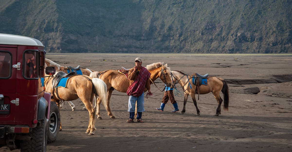 guide complet du tourisme équestre : découvrez les meilleures destinations, conseils pratiques et activités pour les passionnés d'équitation.