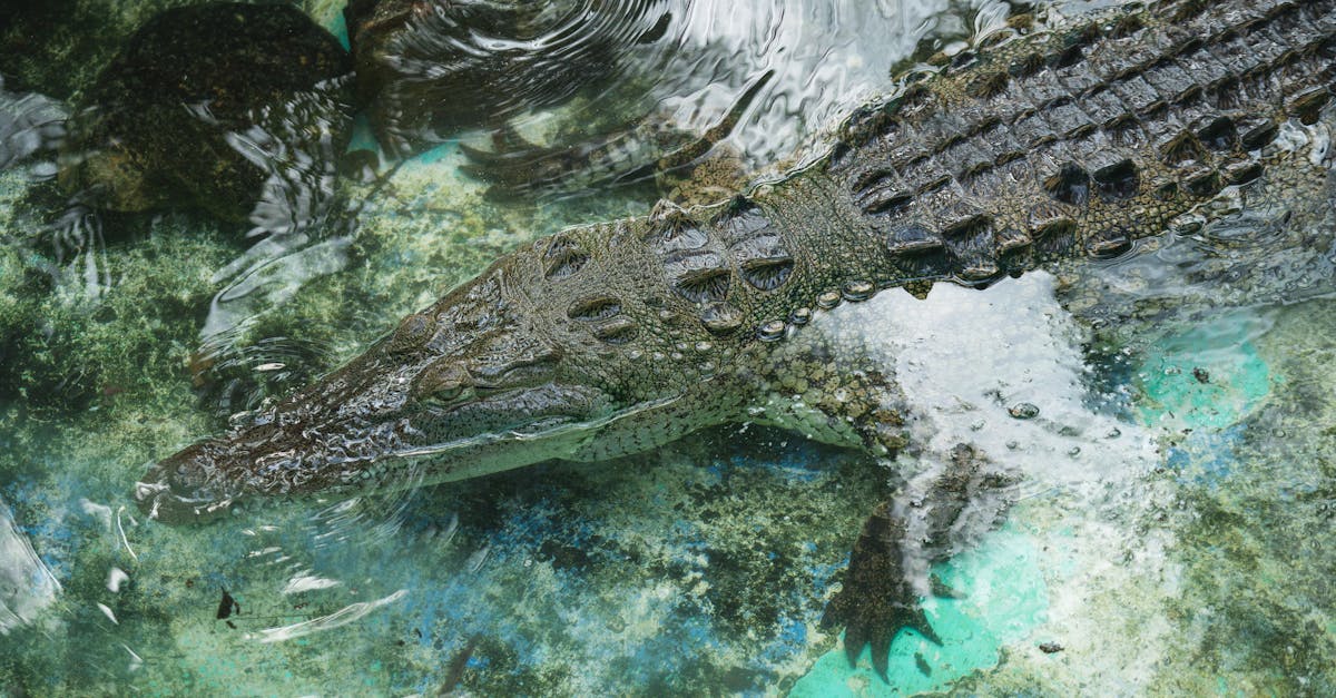 découvrez notre poissonnerie offrant des produits frais de la mer, sélectionnés avec soin pour garantir qualité et fraîcheur. poissons, fruits de mer et conseils personnalisés.