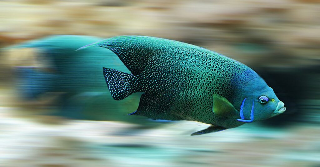 Le métier de poissonnier : un artisan au service des saveurs maritimes découvrez notre poissonnerie offrant des produits frais et de qualité, directement de la mer à votre assiette. poissons, fruits de mer et conseils d'experts pour vos recettes.