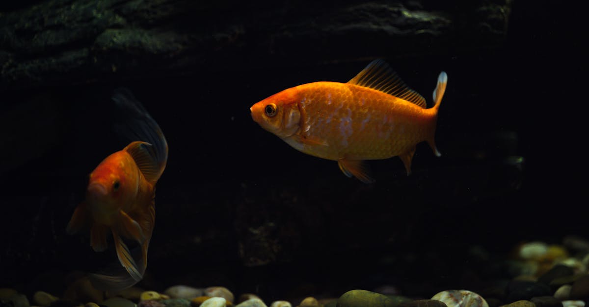 découvrez notre poissonnier de qualité, offrant des poissons frais et des fruits de mer soigneusement sélectionnés pour vos repas savoureux.