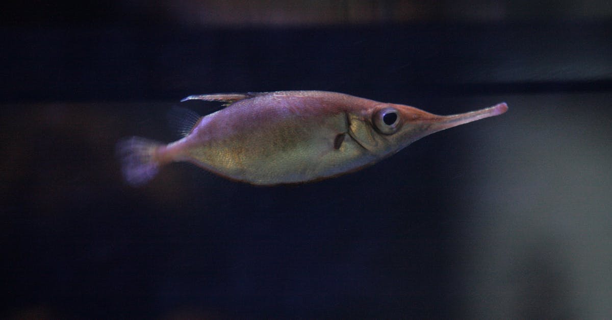 poissonnier expert proposant une sélection fraîche et variée de poissons et fruits de mer de qualité.