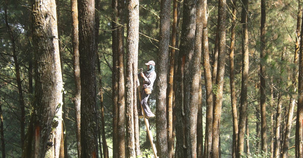 découvrez le métier de forestier, un professionnel dédié à la gestion durable des forêts, à la préservation de la biodiversité et à l'exploitation responsable des ressources naturelles.