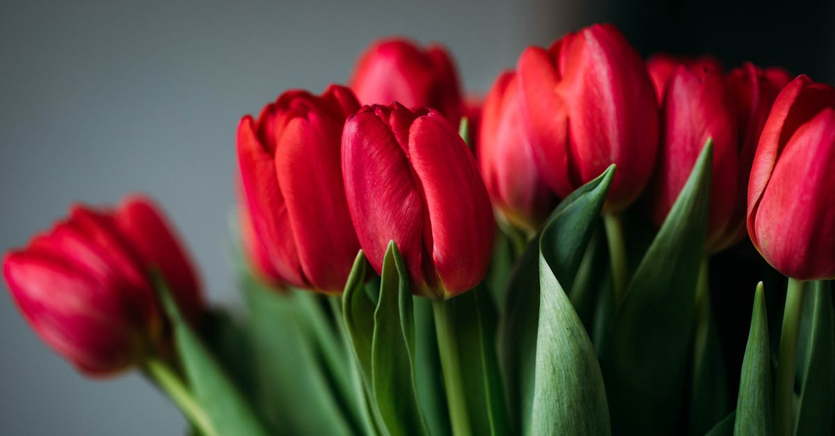 découvrez l'art floral moderne alliant créativité et élégance pour sublimer vos espaces avec des compositions uniques et contemporaines.