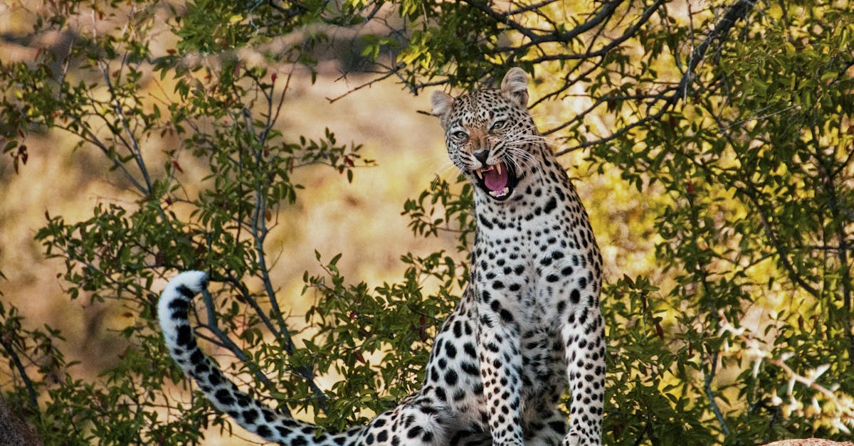 découvrez le métier d'animateur touristique : animer des activités, créer des souvenirs inoubliables et faire vivre des expériences uniques aux vacanciers.