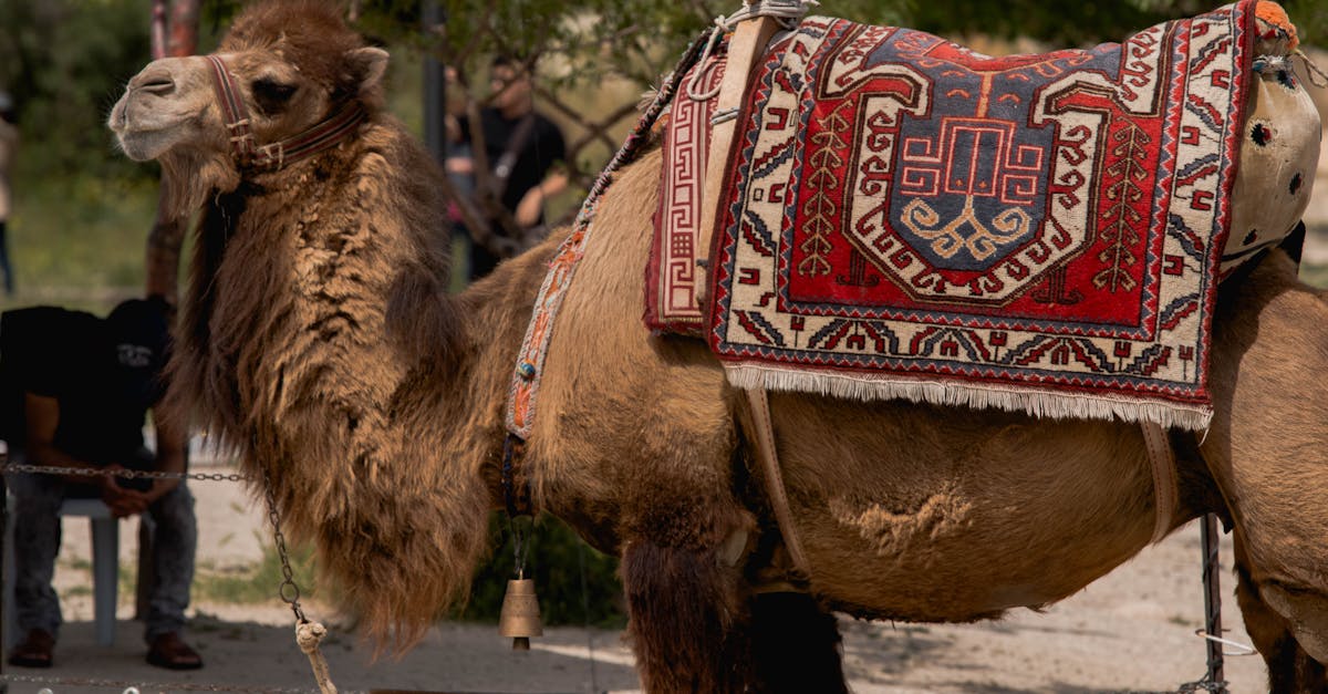 découvrez le métier d'animateur touristique : divertissez et guidez les visiteurs pour des expériences inoubliables lors de leurs voyages.