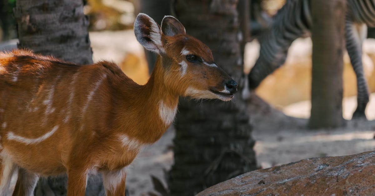 animateur touristique passionné, spécialisé dans l'organisation d'activités et d'animations pour offrir des expériences mémorables aux visiteurs.
