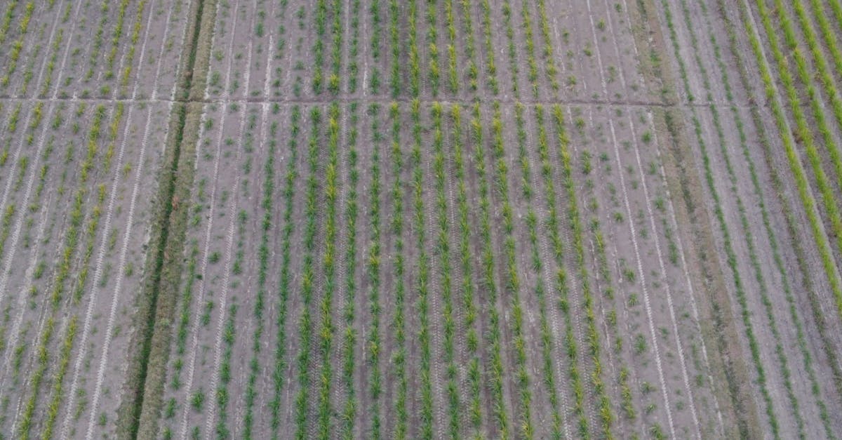 découvrez le rôle clé d'un yield manager pour optimiser la gestion des revenus et maximiser la rentabilité de votre entreprise.