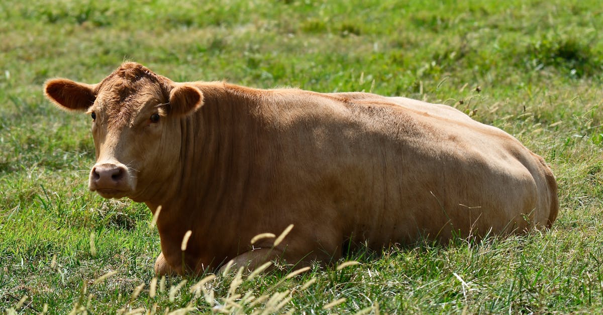découvrez comment un yield manager optimise les revenus et la gestion des stocks pour maximiser la rentabilité de votre entreprise.